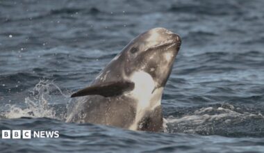 A dolphin with a very pale grey-white  head is swimming in the direction of the camera. A fin is also visible above the water.