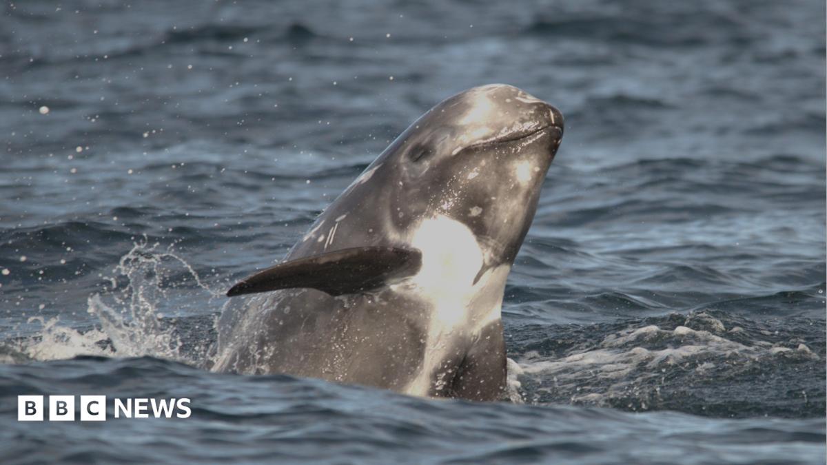 A dolphin with a very pale grey-white  head is swimming in the direction of the camera. A fin is also visible above the water.