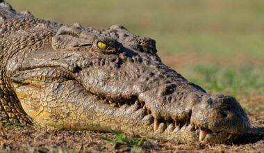 Nile crocodile