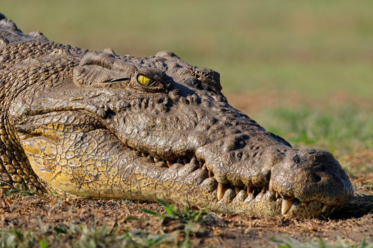 Nile crocodile