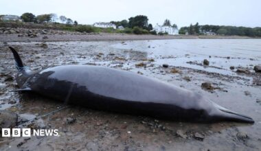 The whale is lying on its side on beach dotted with stones and rocks. It is almost back in colour and wet and shiny. There are white-walled houses further along the shore.