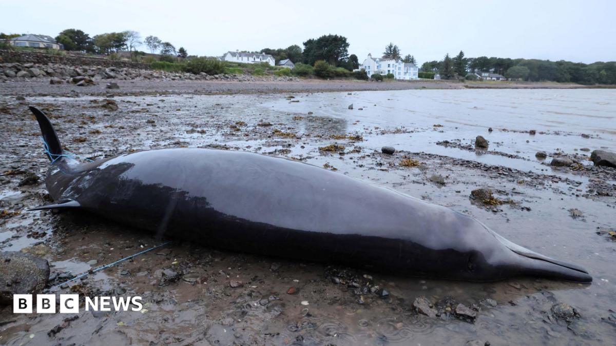 The whale is lying on its side on beach dotted with stones and rocks. It is almost back in colour and wet and shiny. There are white-walled houses further along the shore.