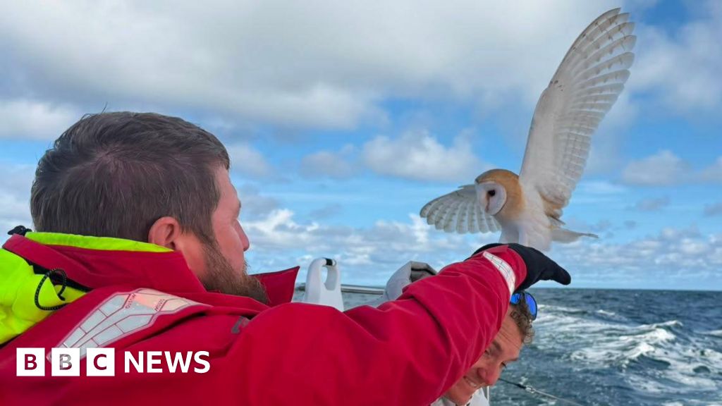 Barn Owl rescued off the Norfolk coast after collapsing onto boat - BBC