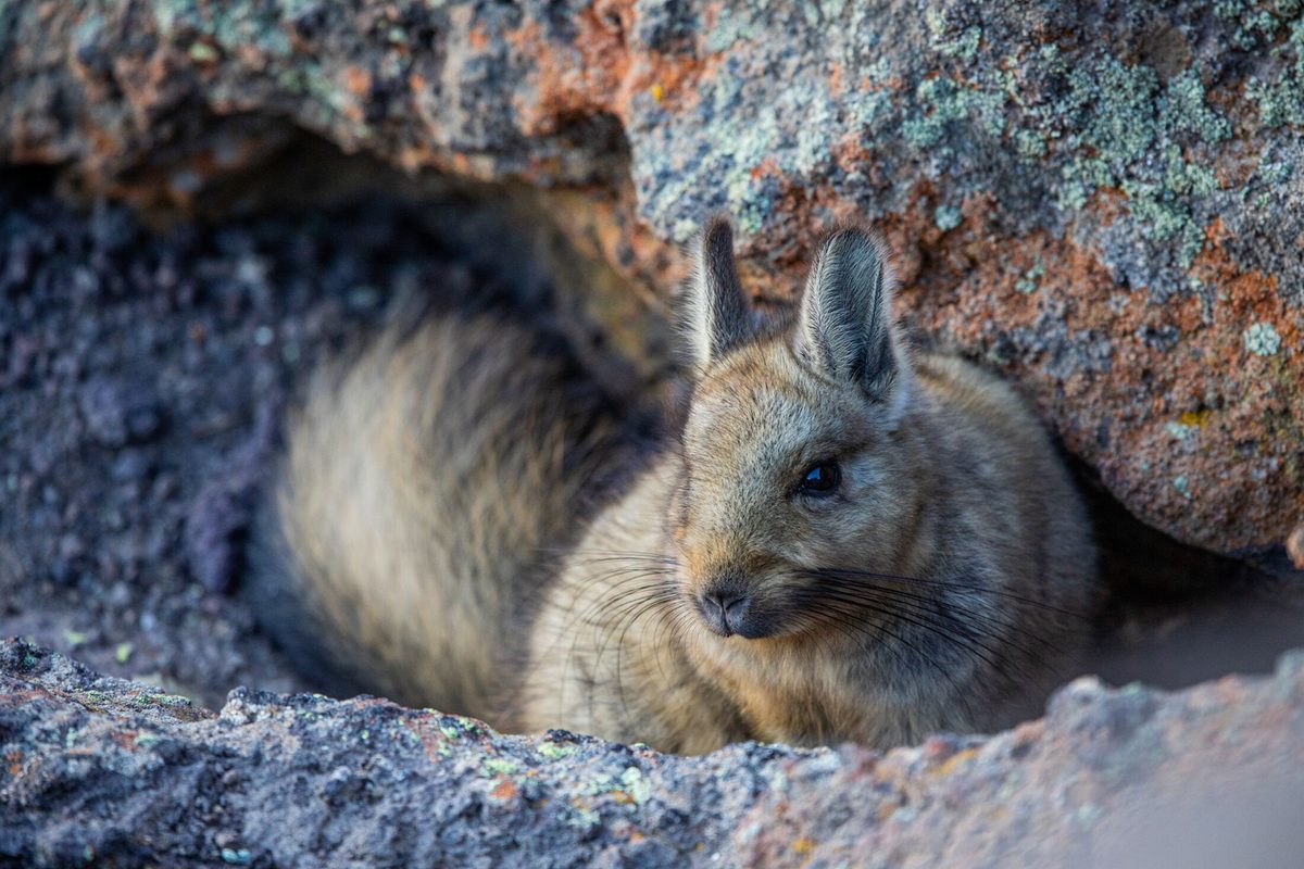 “You’re looking at one of the wildest landscapes on Earth and watching a species that almost nobody has ever studied.“