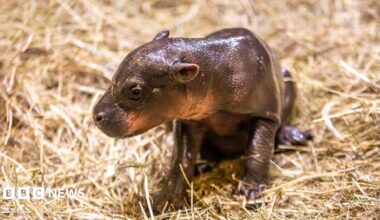 Endangered pygmy hippo calf sitting on straw while in its enclosure at Edinburgh Zoo.