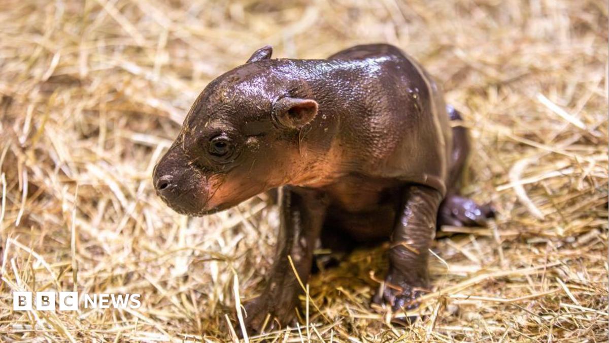 Endangered pygmy hippo calf sitting on straw while in its enclosure at Edinburgh Zoo.