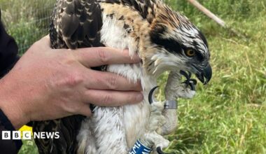 One of the ospreys being held in the hands of a man. Its head is bowed forward and its long, black talons are next to its face and scrunched together. It has a silver metal ring on its left leg and a blue ring on its right leg with some white unreadable letters on it. Its eye is orange and black and its feathers are brown, white and black. Behind the bird is a patch of long grass, with a metal fence to the left.