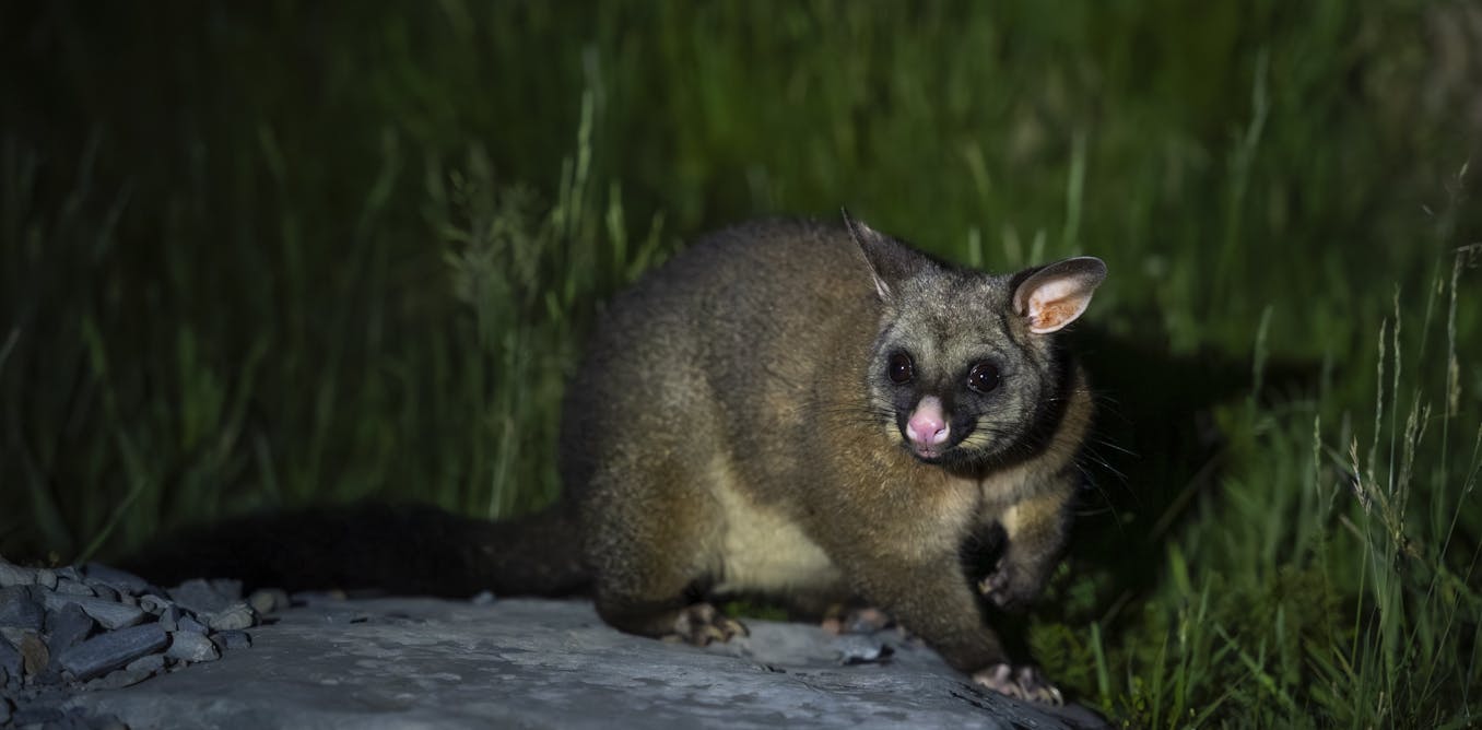 Listening to the bush: how AI can help NZ rid its wilderness of ‘hold-out’ pest possums