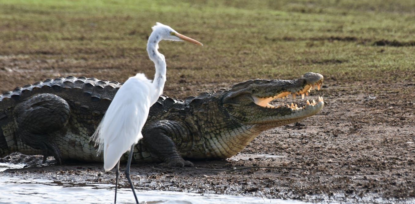 Crocodiles can’t fly. Birds can. Scientists have finally figured out why