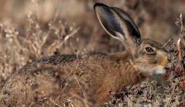 Extreme drought is changing Britain’s wildlife – and some effects won’t be seen until next year