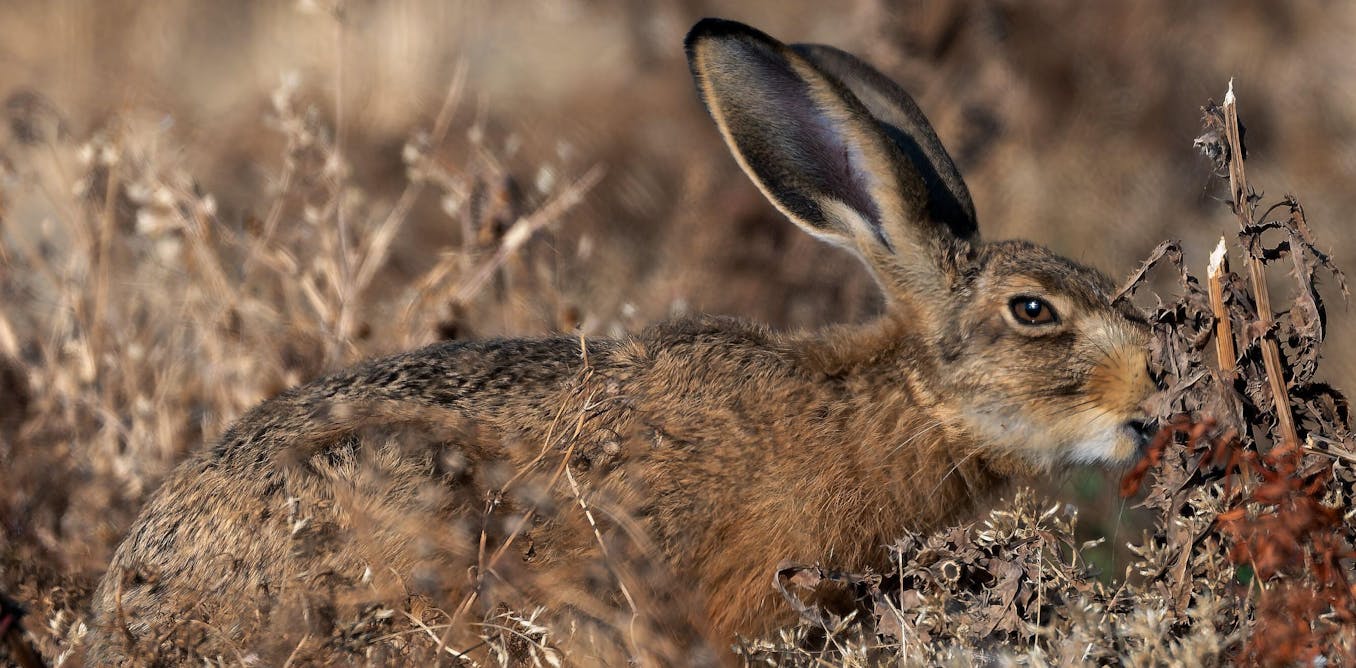 Extreme drought is changing Britain’s wildlife – and some effects won’t be seen until next year