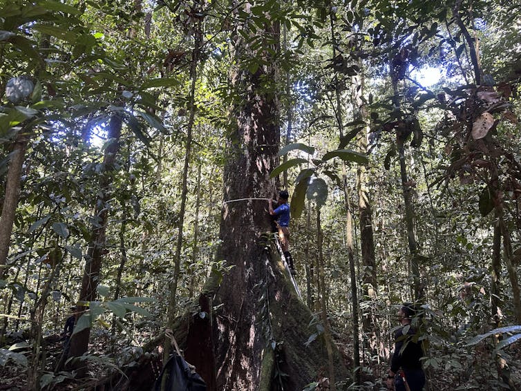 view of huge tree in a forest being measured by a person on a ladder