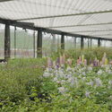 Courtesy of genarchitects Floral Pavilion / genarchitects - Image 4 of 29