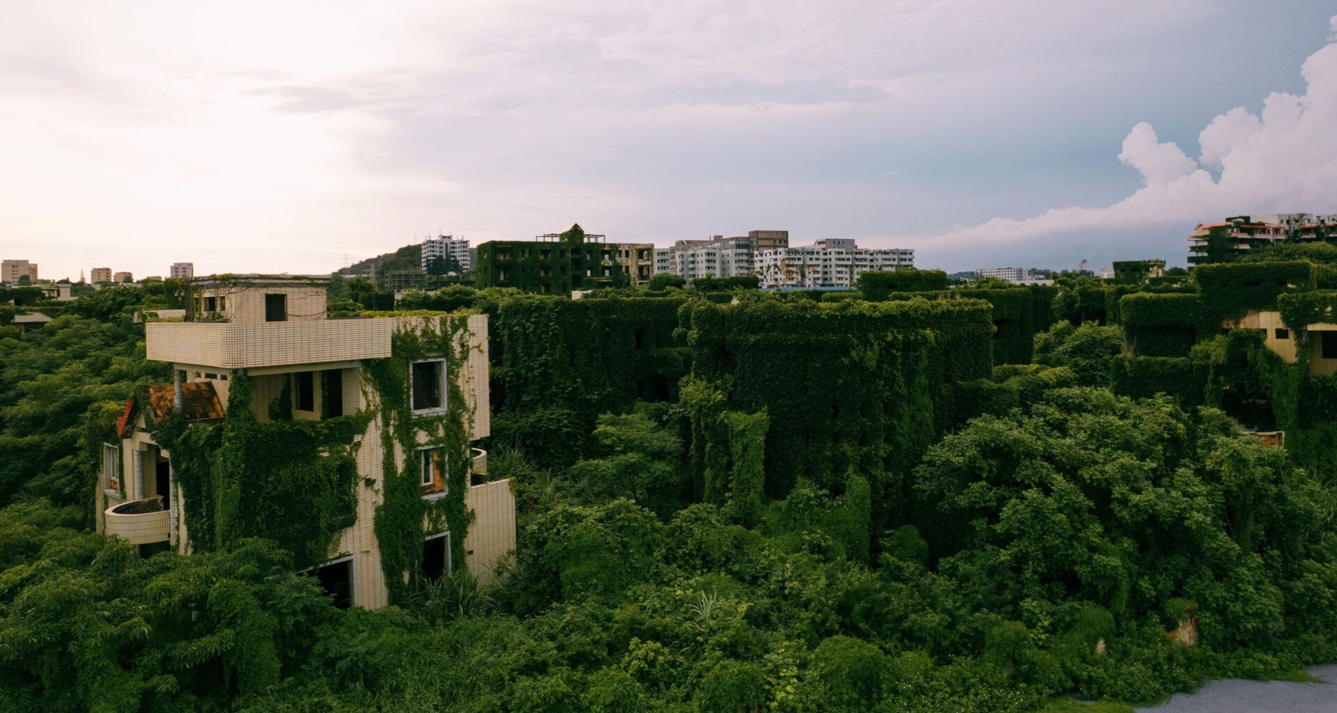 Nanhu Apartments in China overgrown after being abandoned