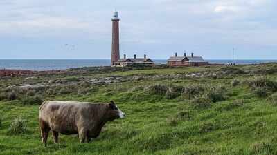 In 1999, a caretaker moved to an Australian island with a major little penguin colony; he spent 25 years maintaining its lighthouse and environment