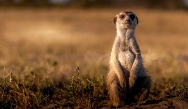 Cloudflare Introduces Meerkat for Strongly Consistent Global Coordination