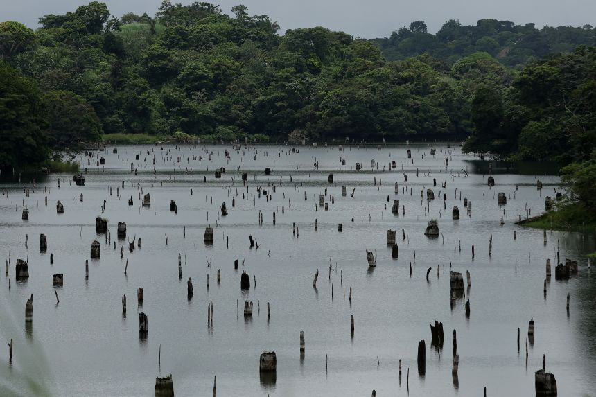 Low water levels on Gatun Lake expose tree stumps that were previously under water on September 22, 2023 near Sabanitas, Panama.