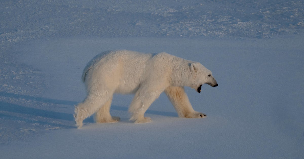 NORWAY-ENVIRONMENT-CLIMATE-RESEARCH-ANIMAL