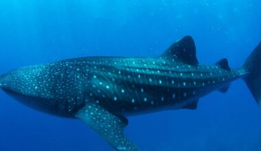 Watch: Newly obtained video reveals how whale sharks feed when no one is watching