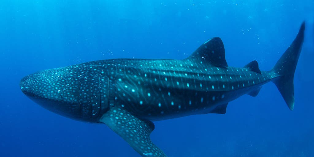 Watch: Newly obtained video reveals how whale sharks feed when no one is watching