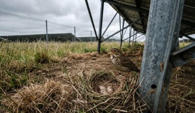 Corn bunting at nest beneath solar farm panel post in Oxfordshire field, ground nesting corn