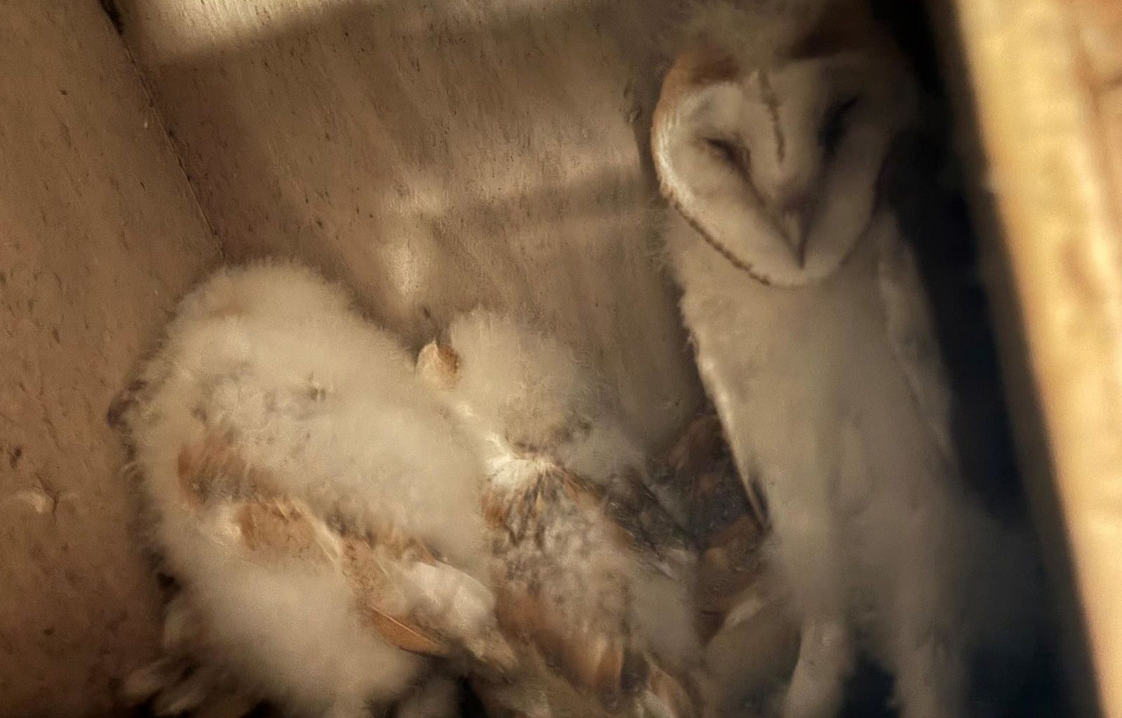 Conservationists celebrate ‘bounty of barn owl chicks’ in Northern Ireland