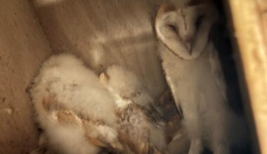 Conservationists celebrate ‘bounty of barn owl chicks’ in Northern Ireland