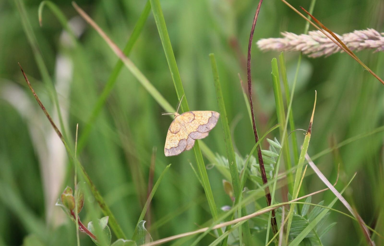 Hidden population of rare moth discovered after conservationist’s lifetime hunt