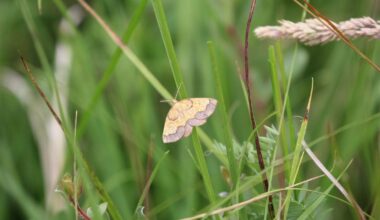 Hidden population of rare moth discovered after conservationist’s lifetime hunt