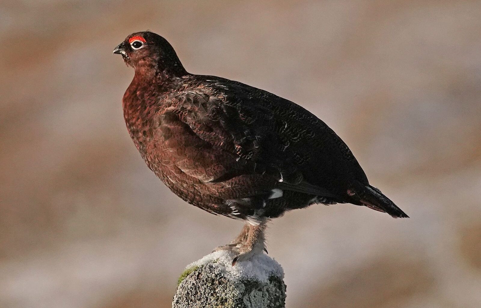 Study could shed light on declines in red grouse populations, experts say