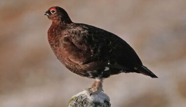 Study could shed light on declines in red grouse populations, experts say