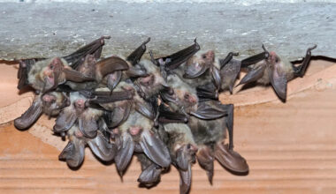 Washington couple's $850K dream home hid thousands of bats — and insurance denied the $200K cleanup