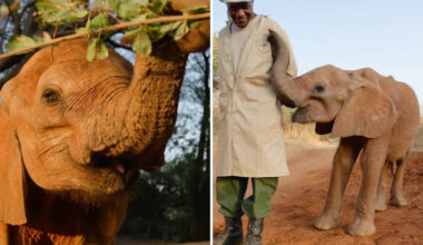 Orphaned elephant calf Bungalu survived weeks alone, storms, and a lion attack