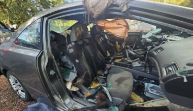 250-pound black bear dies after becoming trapped in Colorado car