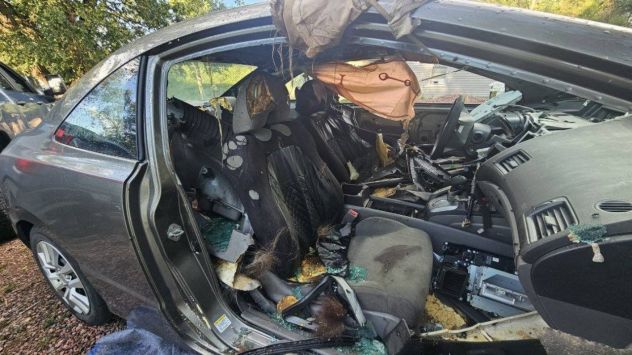 250-pound black bear dies after becoming trapped in Colorado car
