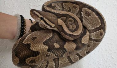 Royal python rescued from country roadside