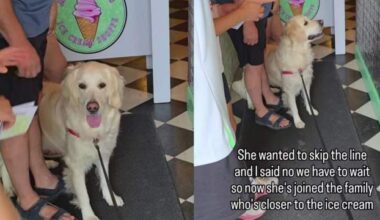 Golden Retriever Is Told She Can’t Skip the Ice Cream Line, but She Immediately Finds Another Way
