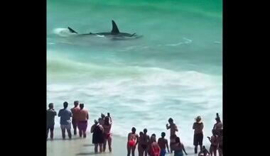 Giant hammerhead shark creates major spectacle in Florida shallows
