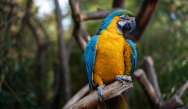 Macaw Tries To Break a Branch While Standing on the Wrong Side of It