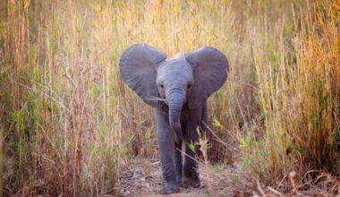 Baby Elephant Worn Out From Having Too Much Fun in the Sun Takes the Perfect Nap