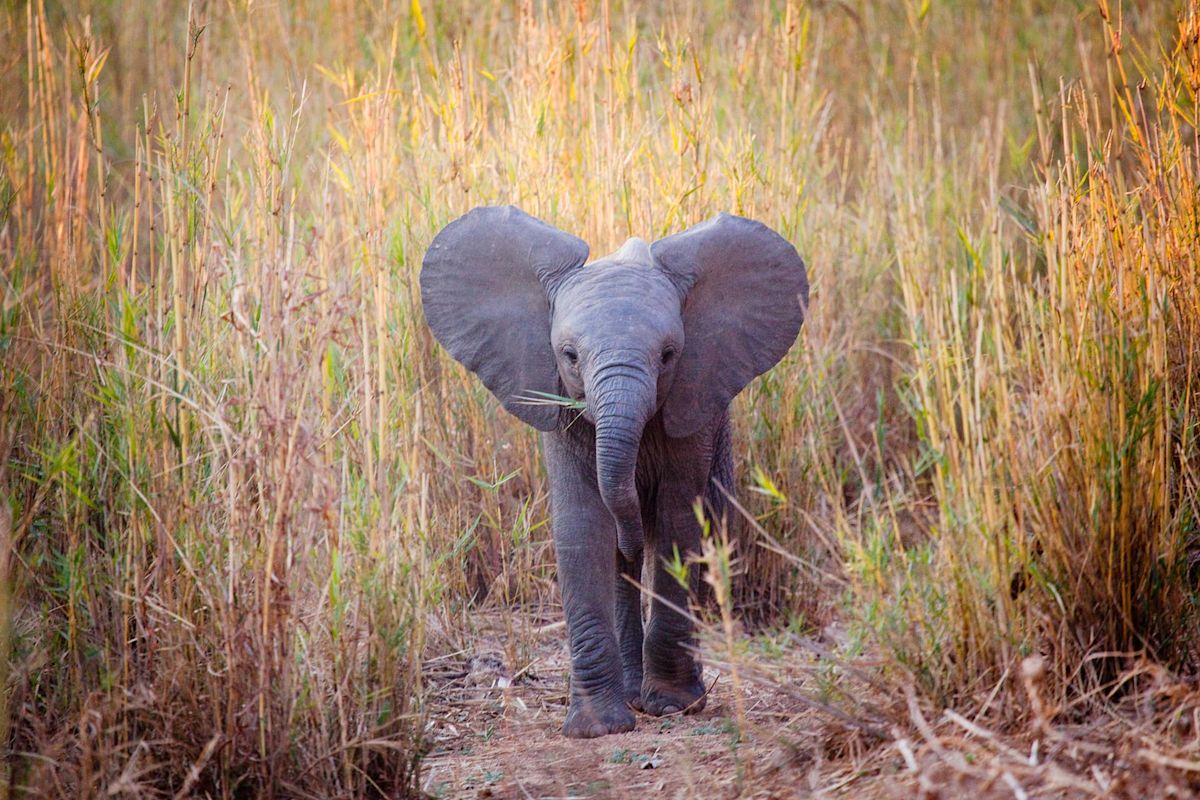 Baby Elephant Worn Out From Having Too Much Fun in the Sun Takes the Perfect Nap