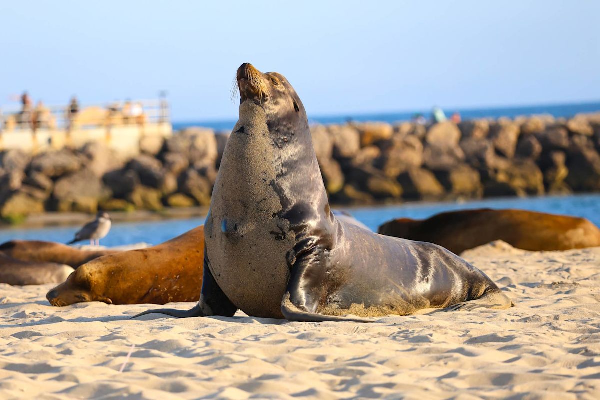 Man Sings to Sea Lion, and His Tender Reaction Is Melting Hearts