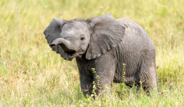 Adorable Baby Elephant at Zoo Plays With a Ball and We Are in Love