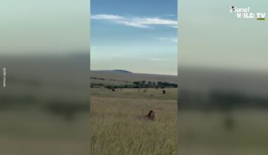 Safari Vehicle Gets Caught In Middle Of Wild Lion Chase