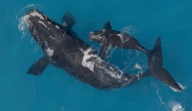 Drone video captures filmmaker's biggest great white yet as it appears to size up a whale calf