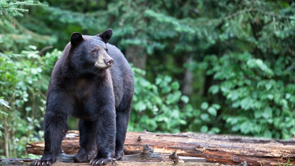 American black bear