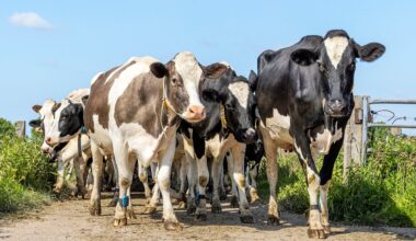 Mad cow disease discovered on UK farm, government announces
