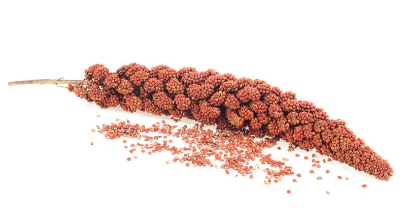 Bonface Orucho