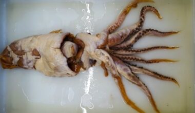 A squid pulled from a sperm whale's stomach during an Antarctic whaling expedition in 1955–56 sat overlooked in scientific collections for nearly 70 years — until researchers realised it wasn't just a new species, but an entirely new family of oceanic squid no one knew existed.