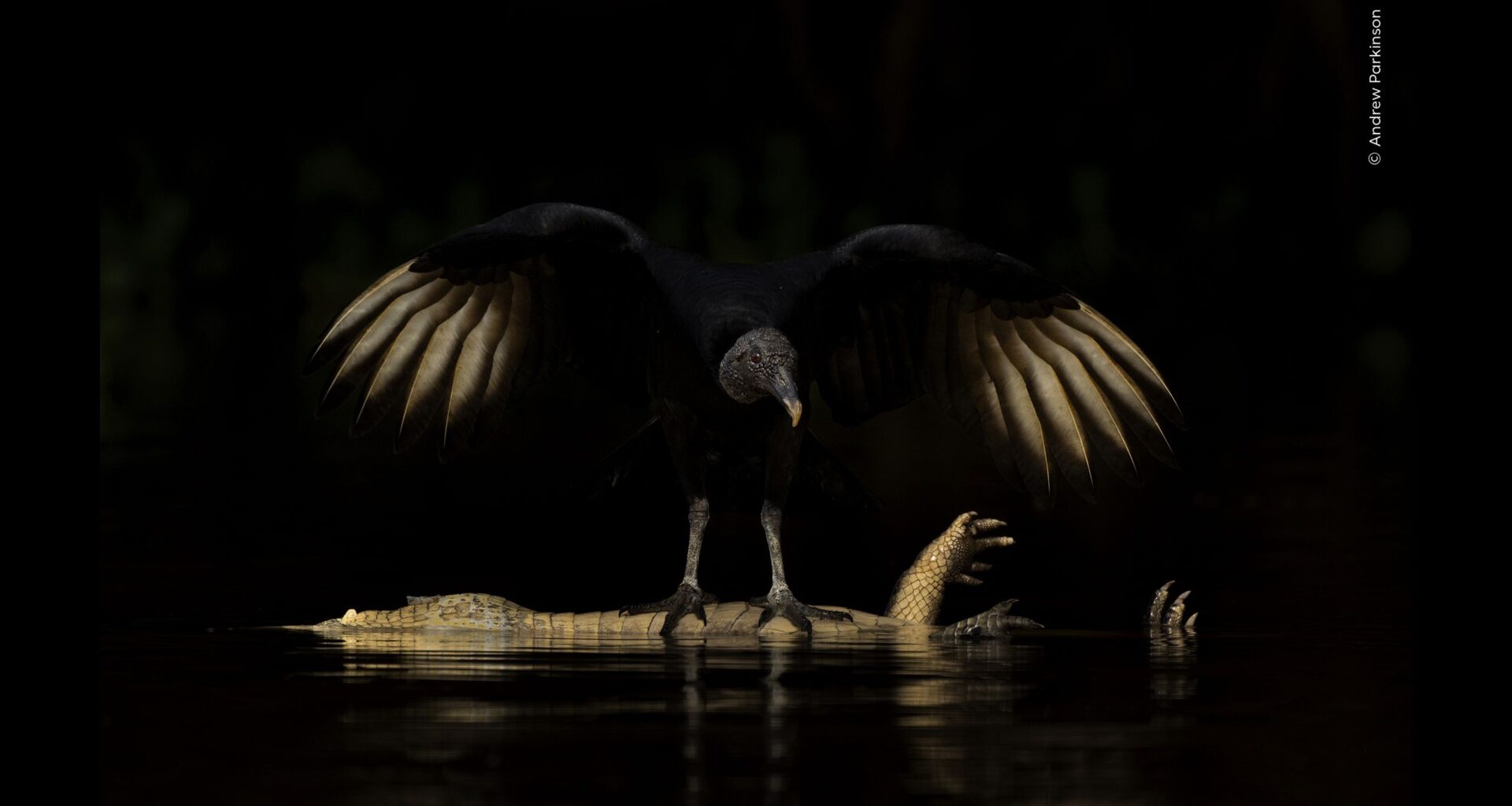 From an unlikely friendship to a leopard’s clumsy maneuver: the world’s leading wildlife photography competition reveals a sneak peek of this year's extraordinary images
